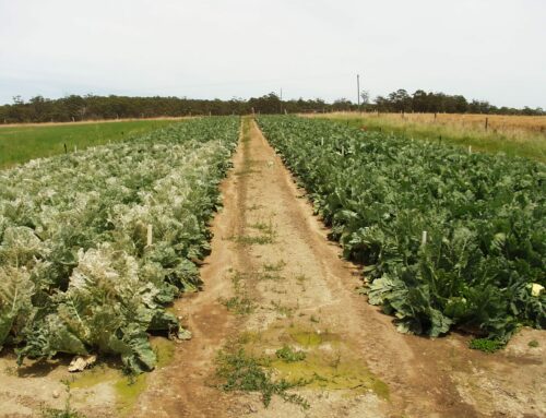 Field Trial for Diamondback Moth Management in Cabbage